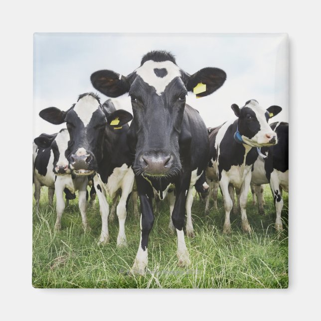 Cows standing in a row looking at camera magnet (Front)