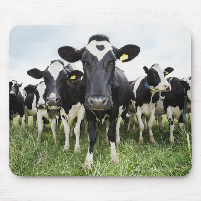 Cows standing in a row looking at camera mouse pad (Front)