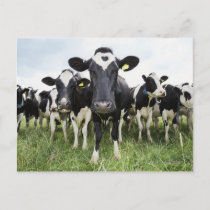 Cows standing in a row looking at camera postcard