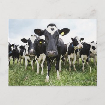 Cows Standing In A Row Looking At Camera Postcard by prophoto at Zazzle