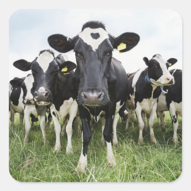 Cows standing in a row looking at camera square sticker (Front)