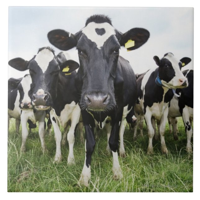 Cows standing in a row looking at camera tile (Front)