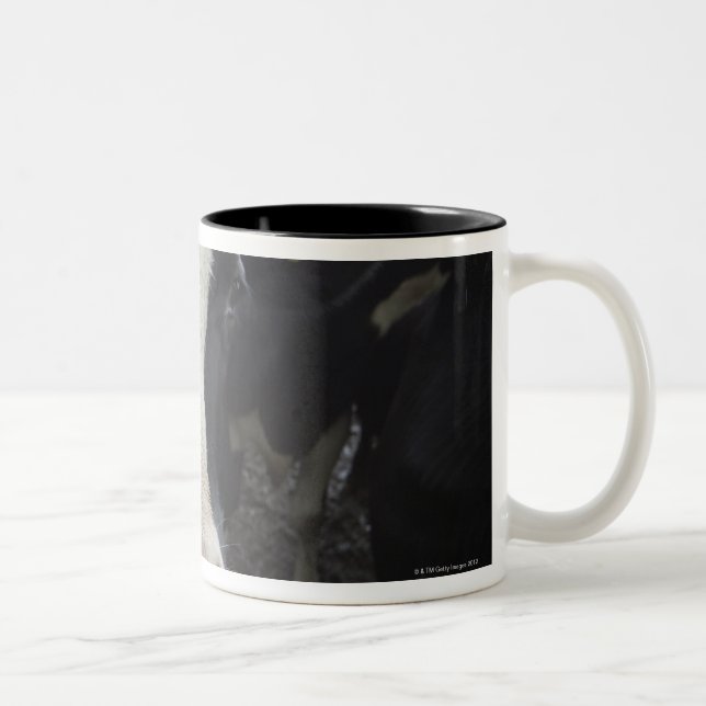 Cows Two-Tone Coffee Mug (Right)
