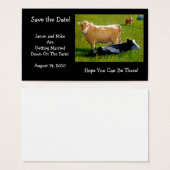 COWS: WEDDING:FARM: SAVE DATE CARD (Front & Back)