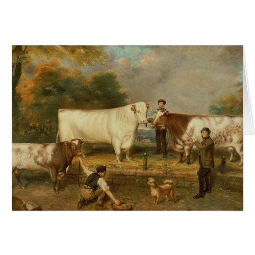 Cows with a herdsman