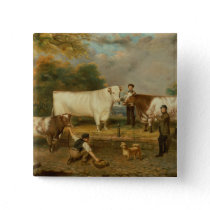 Cows with a herdsman button