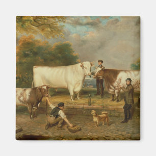 Cows with a herdsman magnet