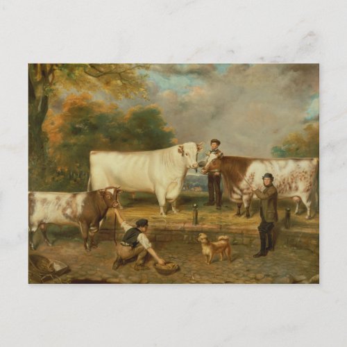 Cows with a herdsman postcard