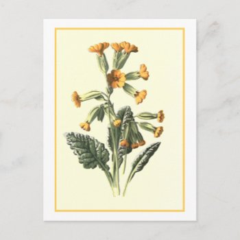 "cowslip" Botanical Illustration Postcard by PrimeVintage at Zazzle