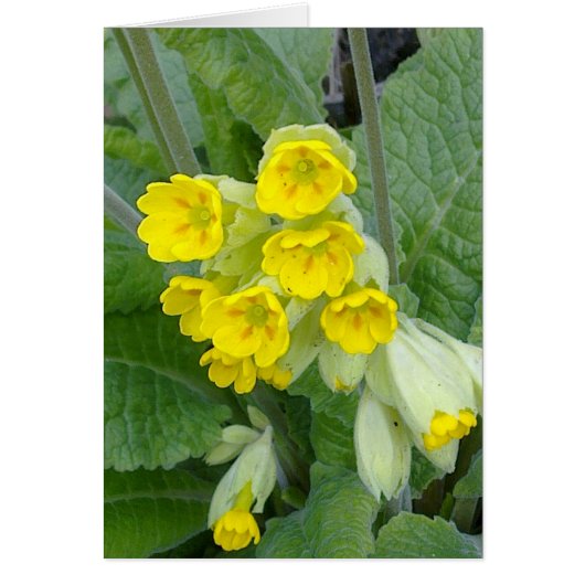 Cowslip Flowers Card (Front)