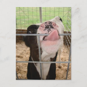 CowTongue Postcard