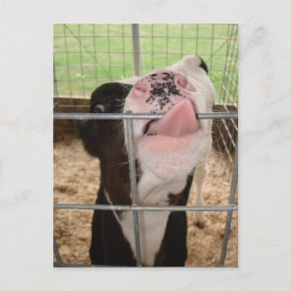 CowTongue Postcard