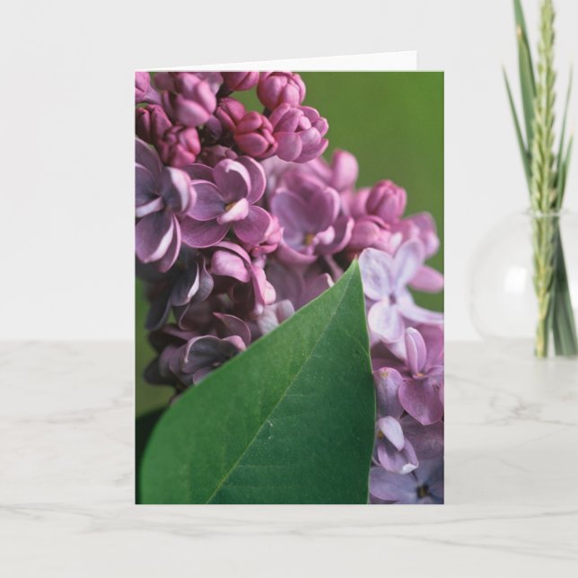 Coy Lilac Greeting Card (Front)