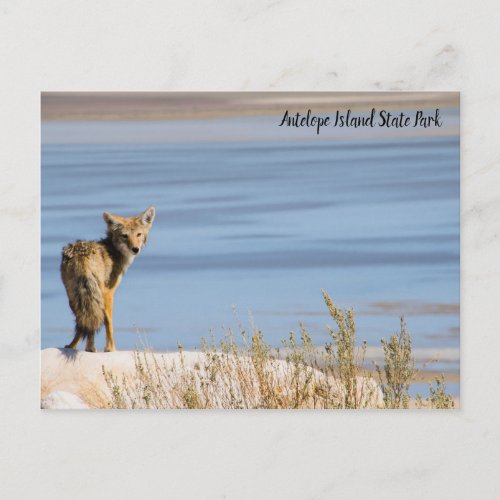 Coyote at Antelope Island State Park Postcard
