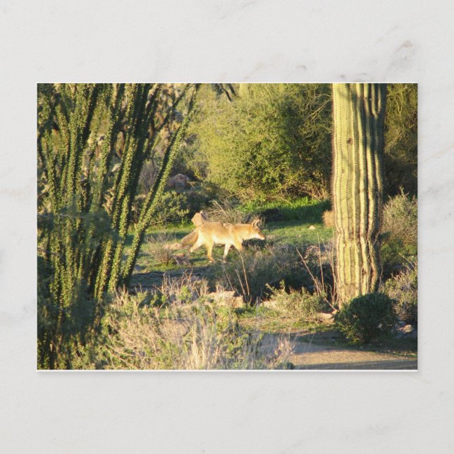 Coyote_at_dawn Postcard (Front)