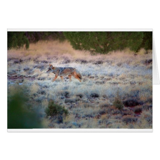 Coyote at dusk cards (Front Horizontal)
