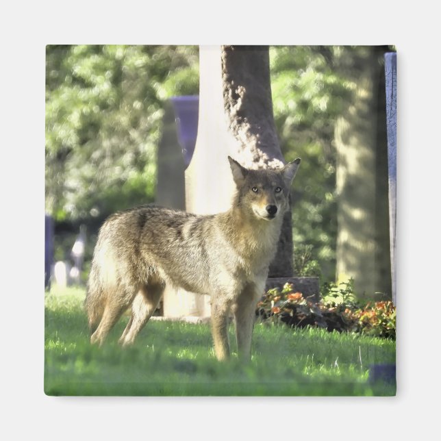 Coyote at the cemetery magnet (Front)