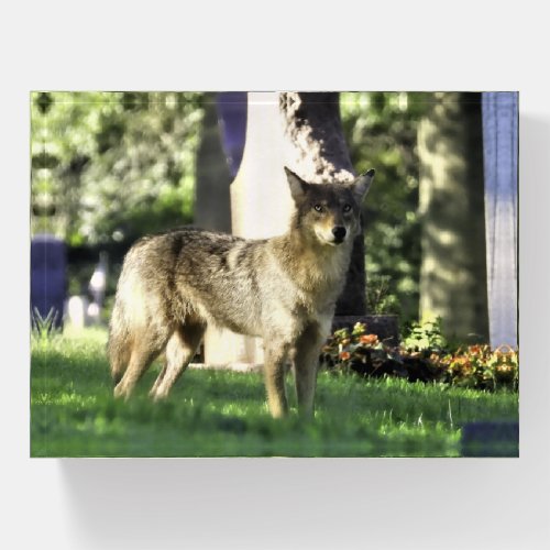 Coyote at the cemetery paperweight
