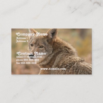 Coyote Business Card by WildlifeAnimals at Zazzle