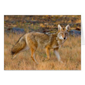 Coyote (Canis Latrans) Hunting (Front Horizontal)