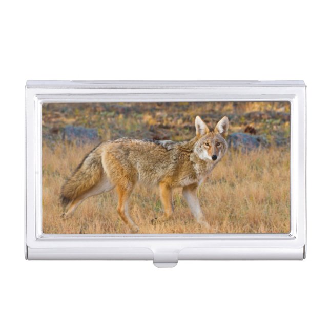 Coyote (Canis Latrans) Hunting Business Card Holder (Front)
