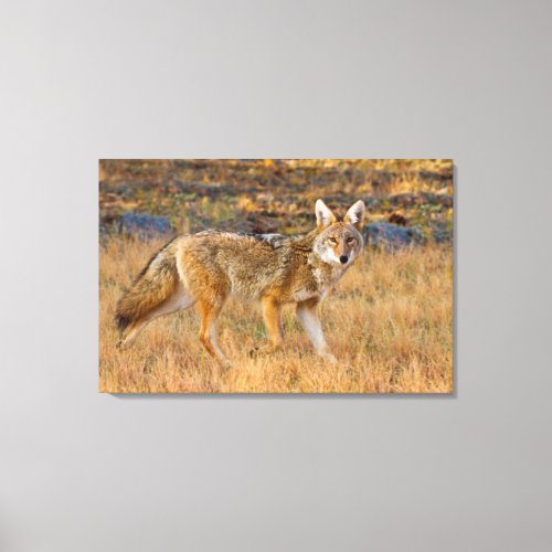 Coyote Canis Latrans Hunting Canvas Print