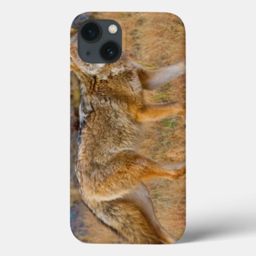 Coyote Canis Latrans Hunting iPhone 13 Case