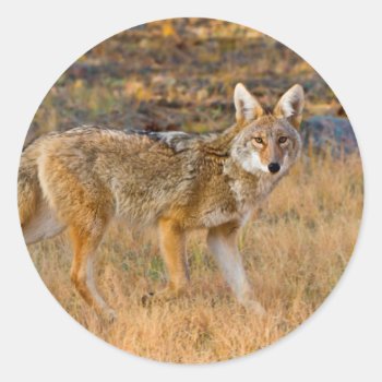 Coyote (canis Latrans) Hunting Classic Round Sticker by theworldofanimals at Zazzle