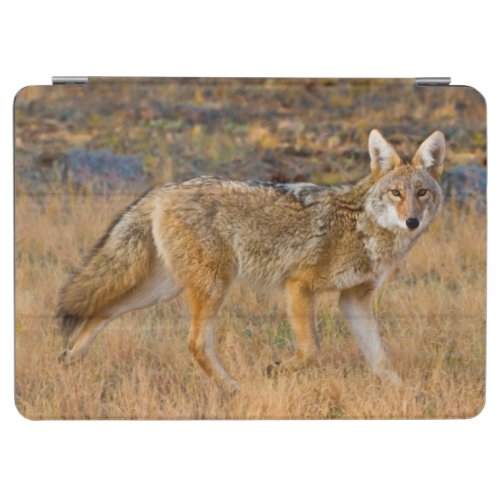 Coyote Canis Latrans Hunting iPad Air Cover