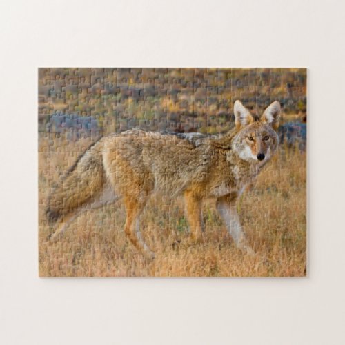 Coyote Canis Latrans Hunting Jigsaw Puzzle