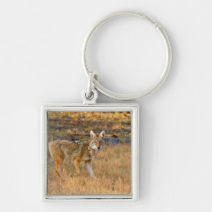 Coyote (Canis Latrans) Hunting Keychain