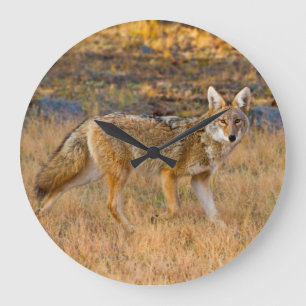Coyote (Canis Latrans) Hunting Large Clock