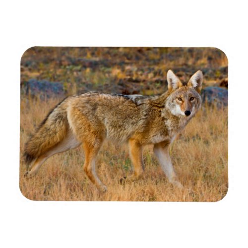 Coyote Canis Latrans Hunting Magnet