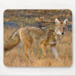 Coyote (Canis Latrans) Hunting Mouse Pad<br><div class="desc">Larry Ditto / SuperStock.com USA,  North America,  Colorado</div>