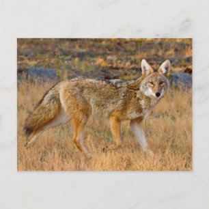 Coyote (Canis Latrans) Hunting Postcard