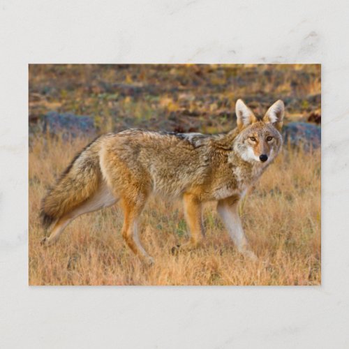 Coyote Canis Latrans Hunting Postcard