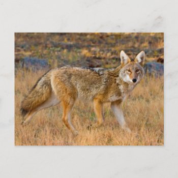 Coyote (canis Latrans) Hunting Postcard by theworldofanimals at Zazzle