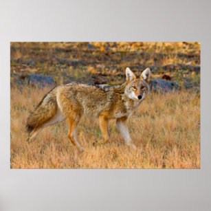 Coyote (Canis Latrans) Hunting Poster