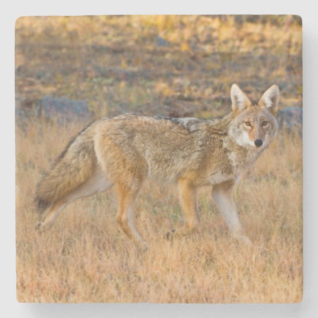 Coyote (Canis Latrans) Hunting Stone Coaster (Front)