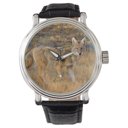 Coyote Canis Latrans Hunting Watch