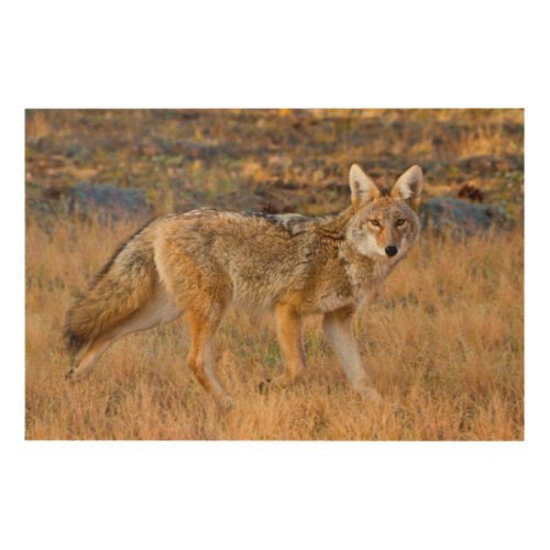 Coyote Canis Latrans Hunting Wood Wall Art