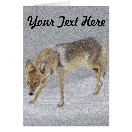 Coyote Cards (Front)