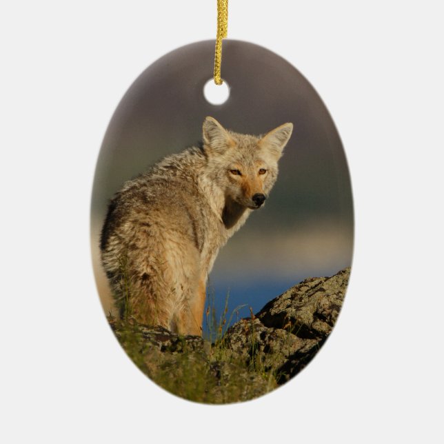 coyote ceramic ornament (Front)