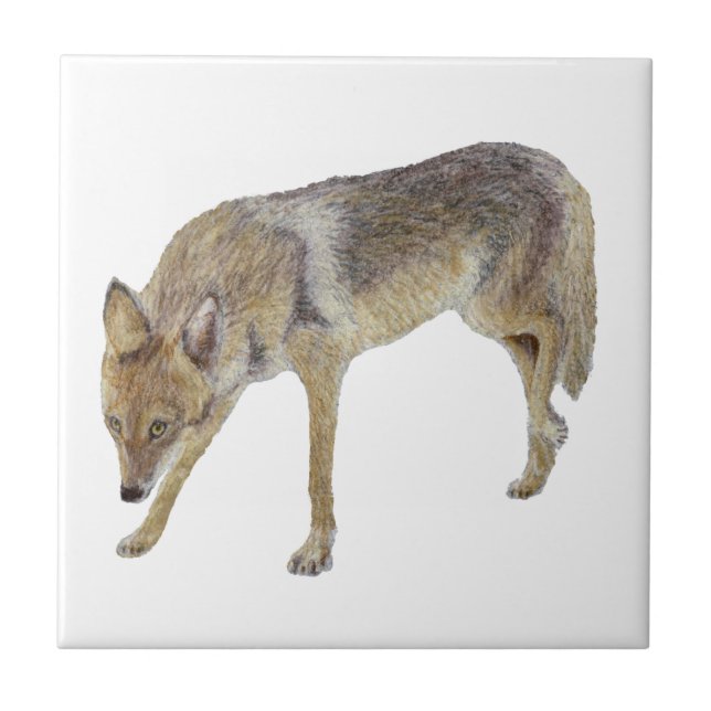 Coyote Ceramic Tile (Front)