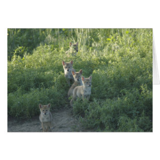 Coyote Clan Cards