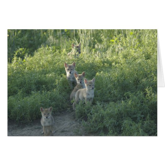 Coyote Clan Cards (Front Horizontal)