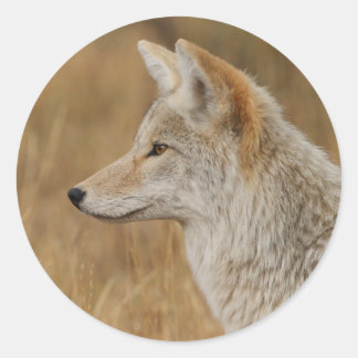 coyote classic round sticker
