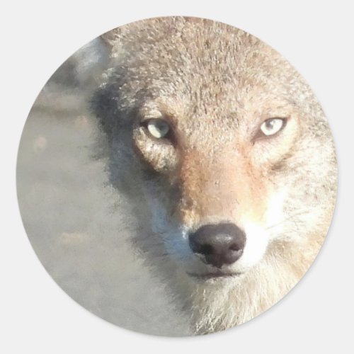 Coyote close up classic round sticker