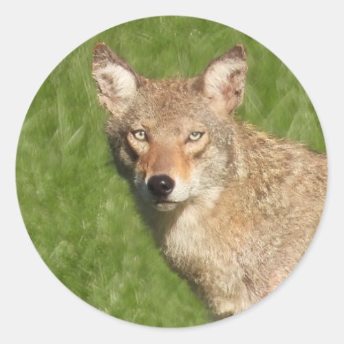 Coyote close up classic round sticker