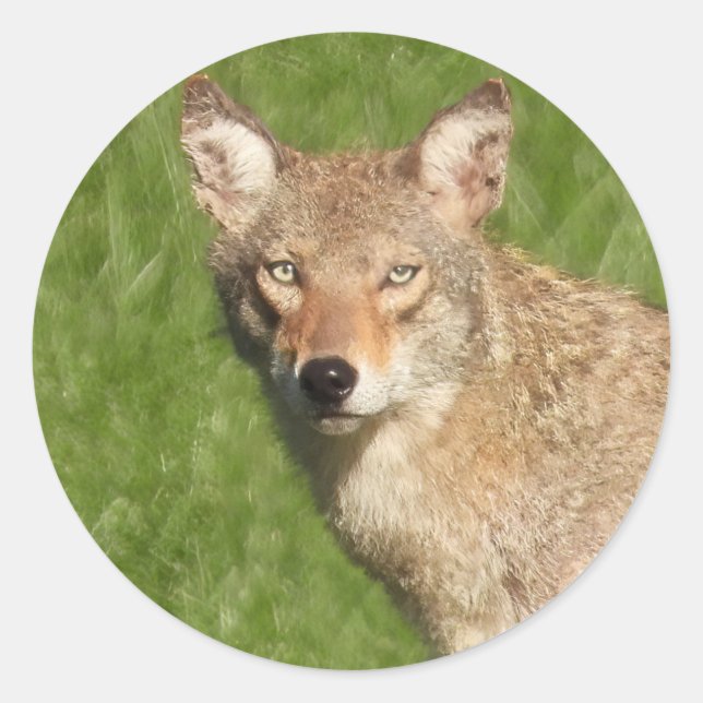 Coyote close up classic round sticker (Front)